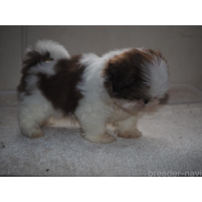 販売中の山梨県のシーズー-434412の7枚目