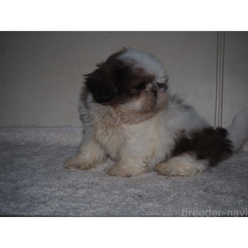 販売中の山梨県のシーズー-434412の6枚目