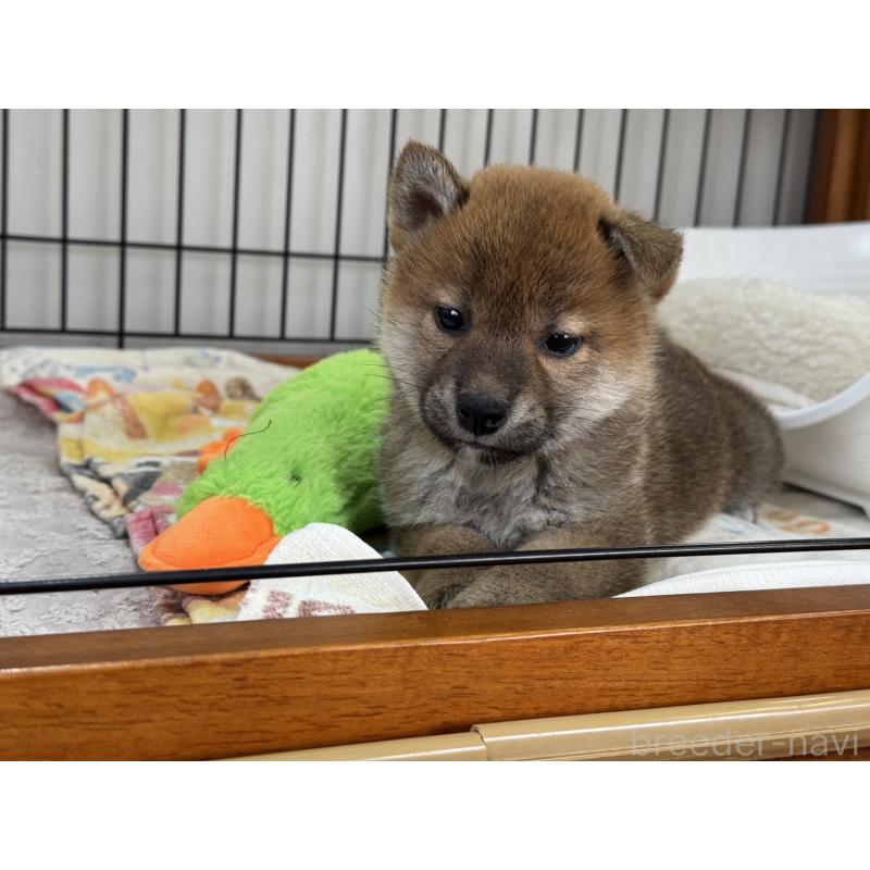 販売中の岡山県の柴犬-434400の5枚目