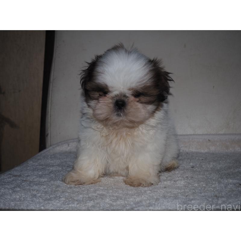 販売中の山梨県のシーズー-434412の5枚目