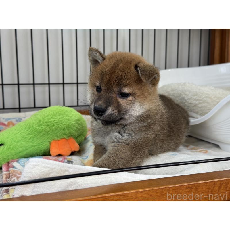 販売中の岡山県の柴犬-434400の4枚目