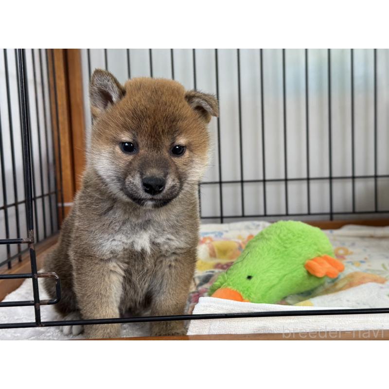 販売中の岡山県の柴犬-434400の3枚目