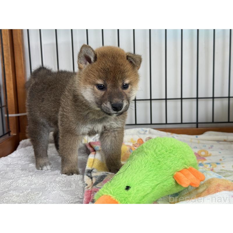 販売中の岡山県の柴犬-434400の2枚目