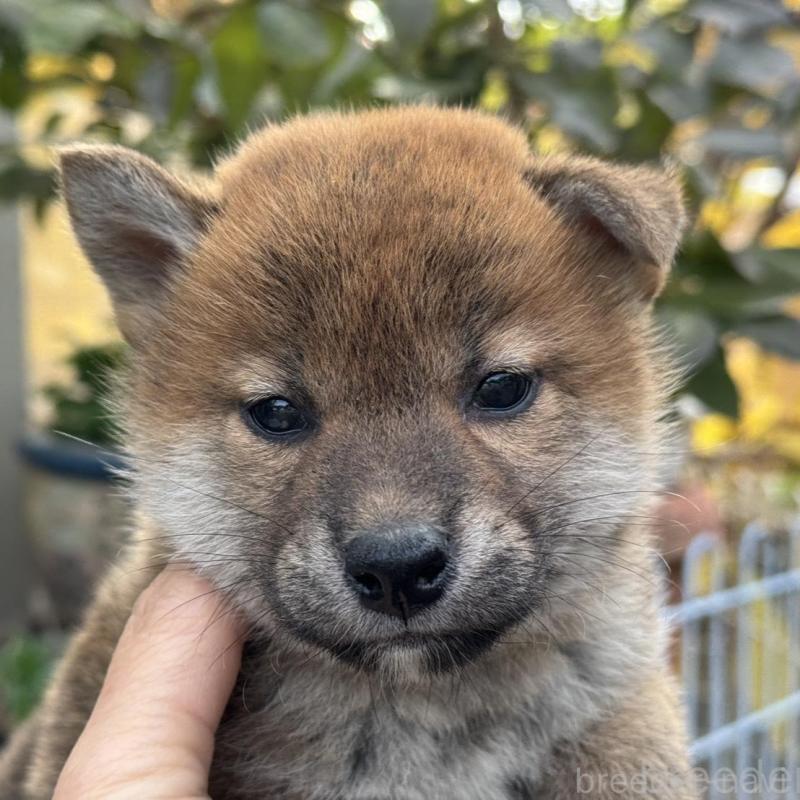 販売中の岡山県の柴犬-434400の1枚目