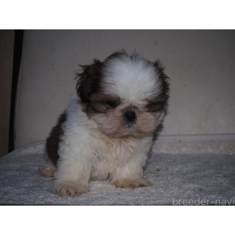 販売中の山梨県のシーズー-434412の4枚目