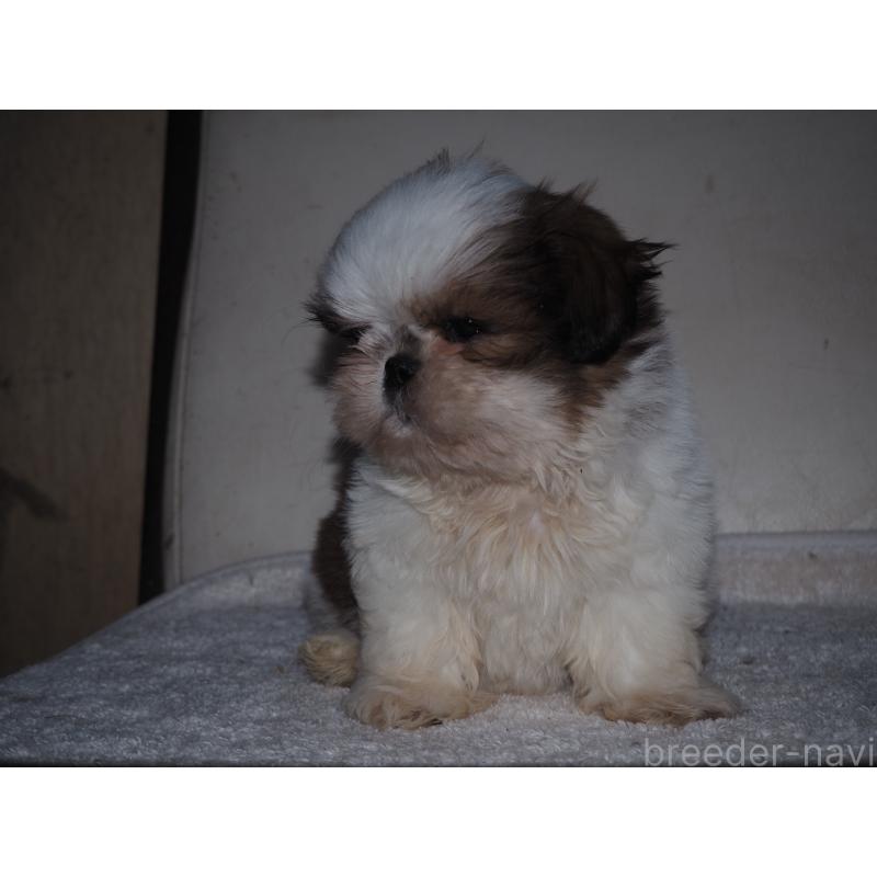 販売中の山梨県のシーズー-434412の3枚目