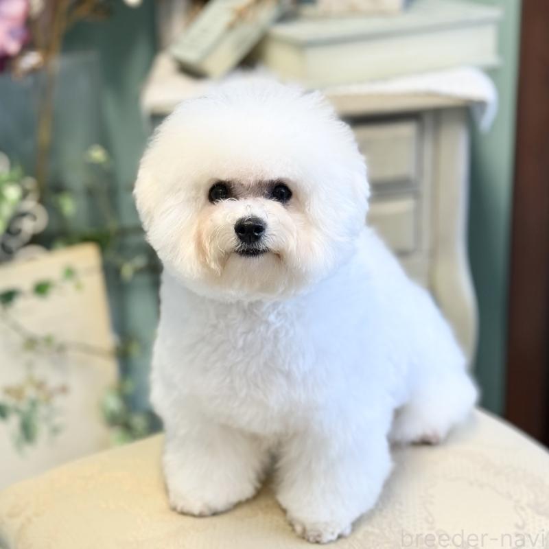 販売中の東京都のビションフリーゼ-434401の2枚目