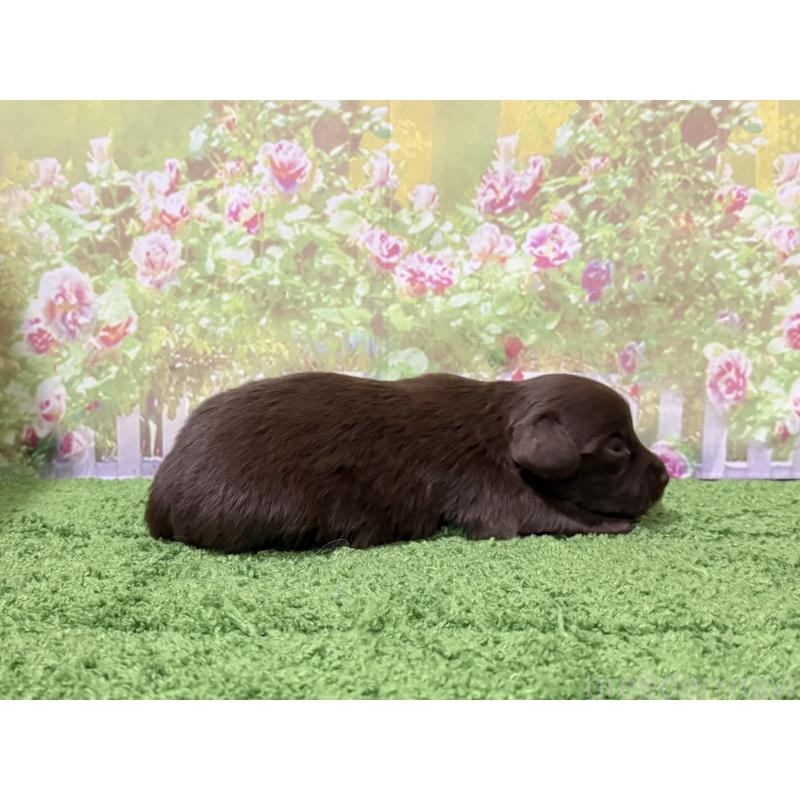 販売中の埼玉県のミックス犬-434403の3枚目