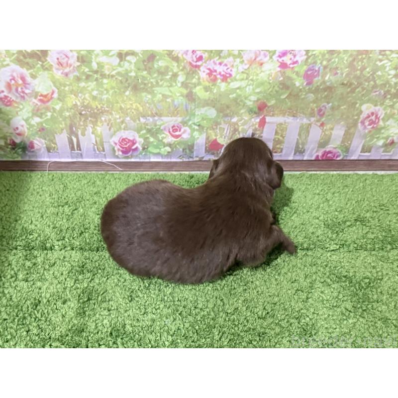 販売中の埼玉県のミックス犬-434403の2枚目