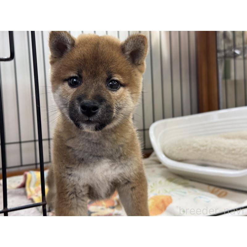 販売中の岡山県の柴犬-434402の6枚目