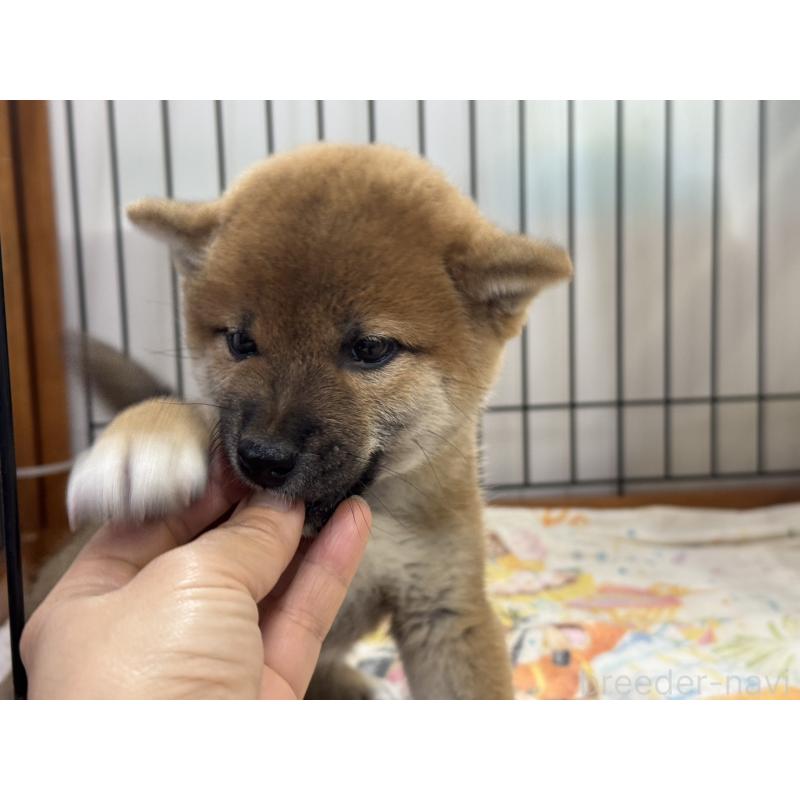 販売中の岡山県の柴犬-434402の4枚目