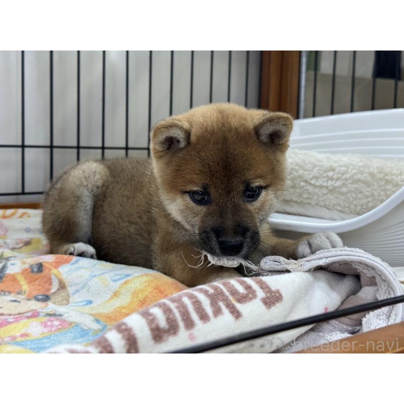 販売中の岡山県の柴犬-434402の5枚目