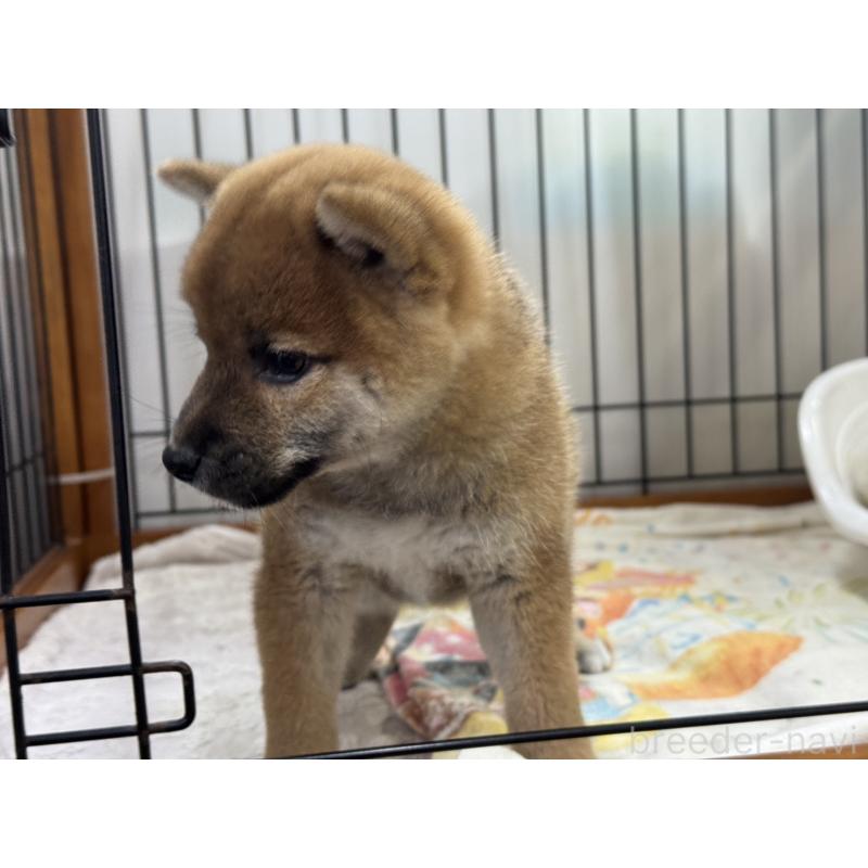 販売中の岡山県の柴犬-434402の3枚目