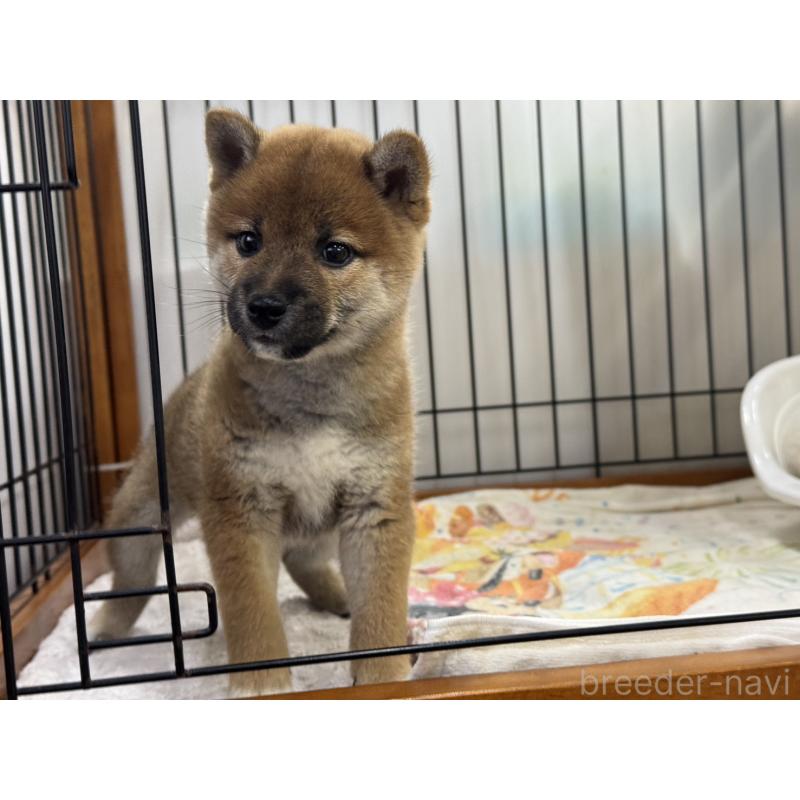 販売中の岡山県の柴犬-434402の2枚目