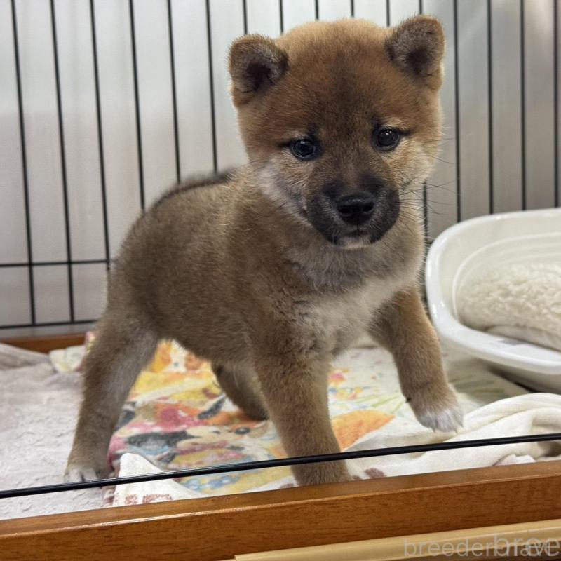 販売中の岡山県の柴犬-434402