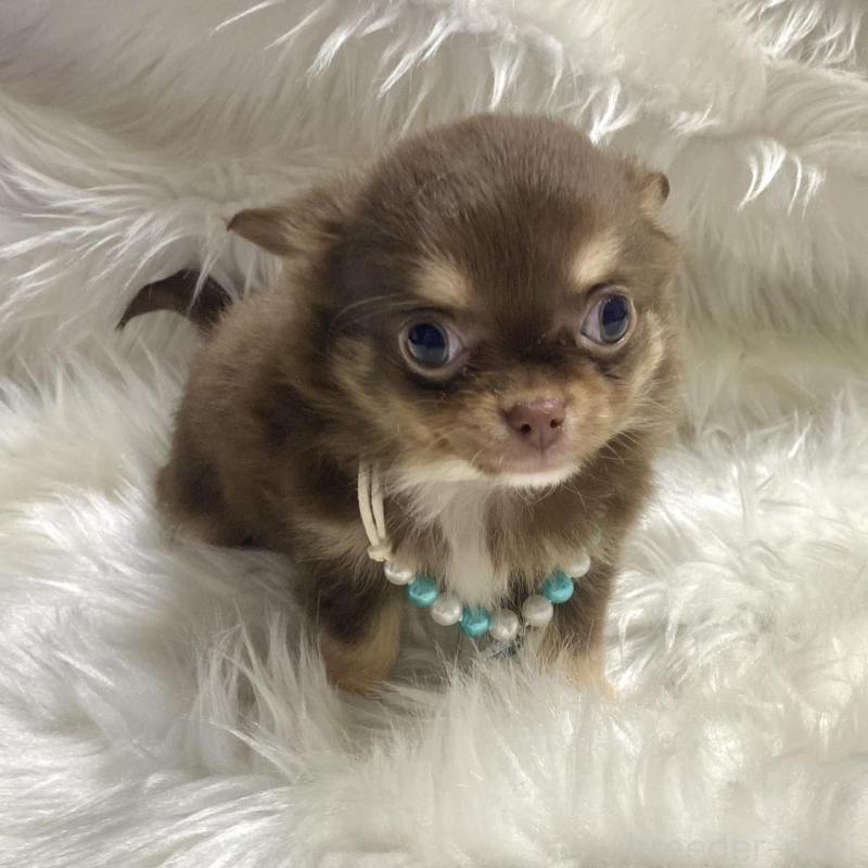 販売中の佐賀県のチワワ(ロングコート)-434404