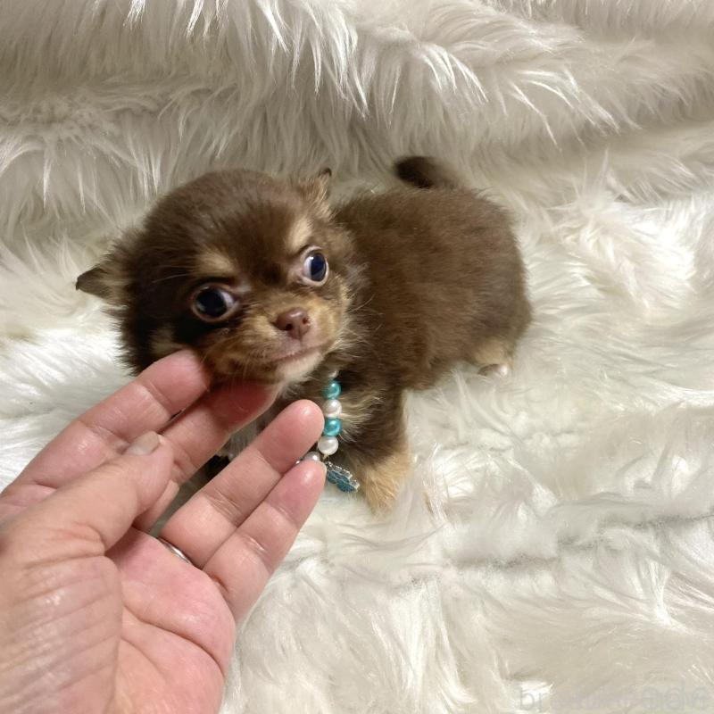 販売中の佐賀県のチワワ(ロングコート)-434404の5枚目