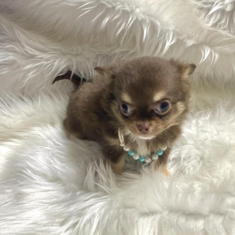 販売中の佐賀県のチワワ(ロングコート)-434404の3枚目