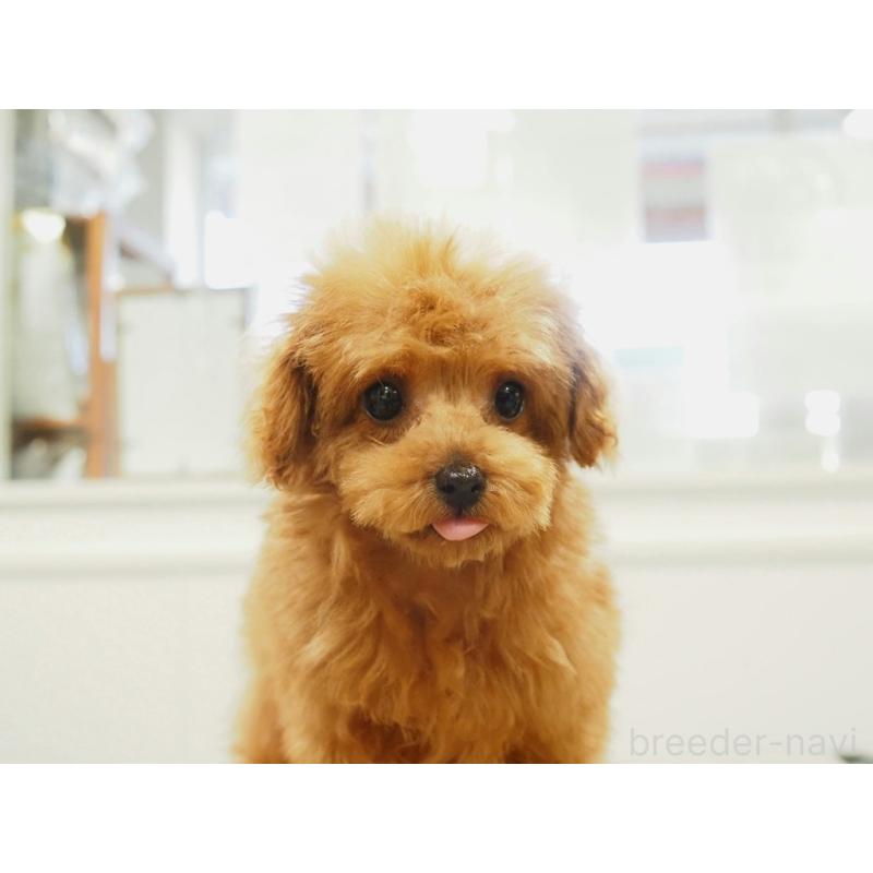 販売中の愛知県のティーカッププードル-425617の10枚目