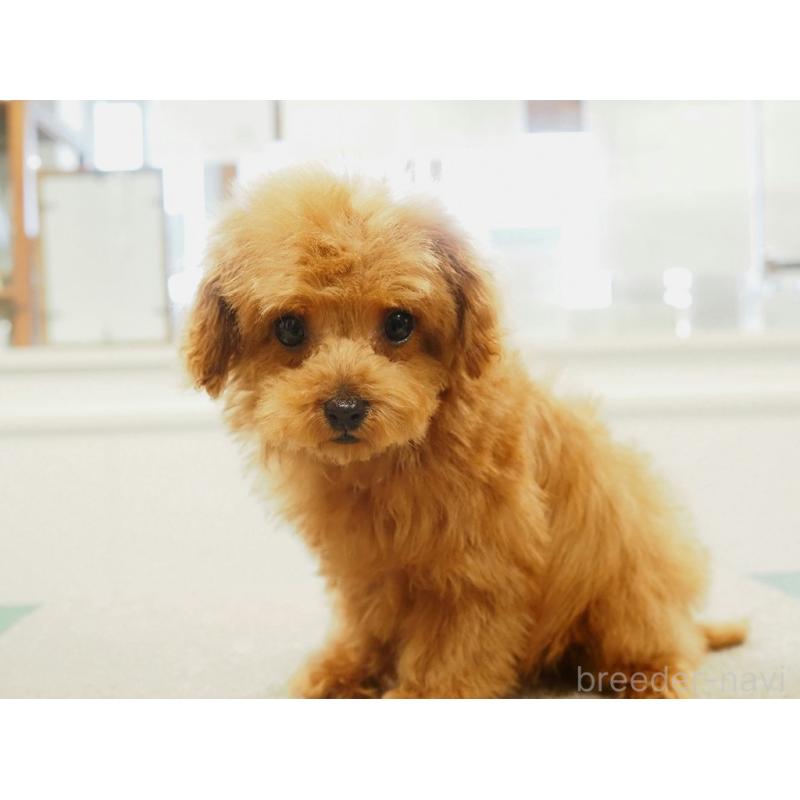 販売中の愛知県のティーカッププードル-425617の9枚目