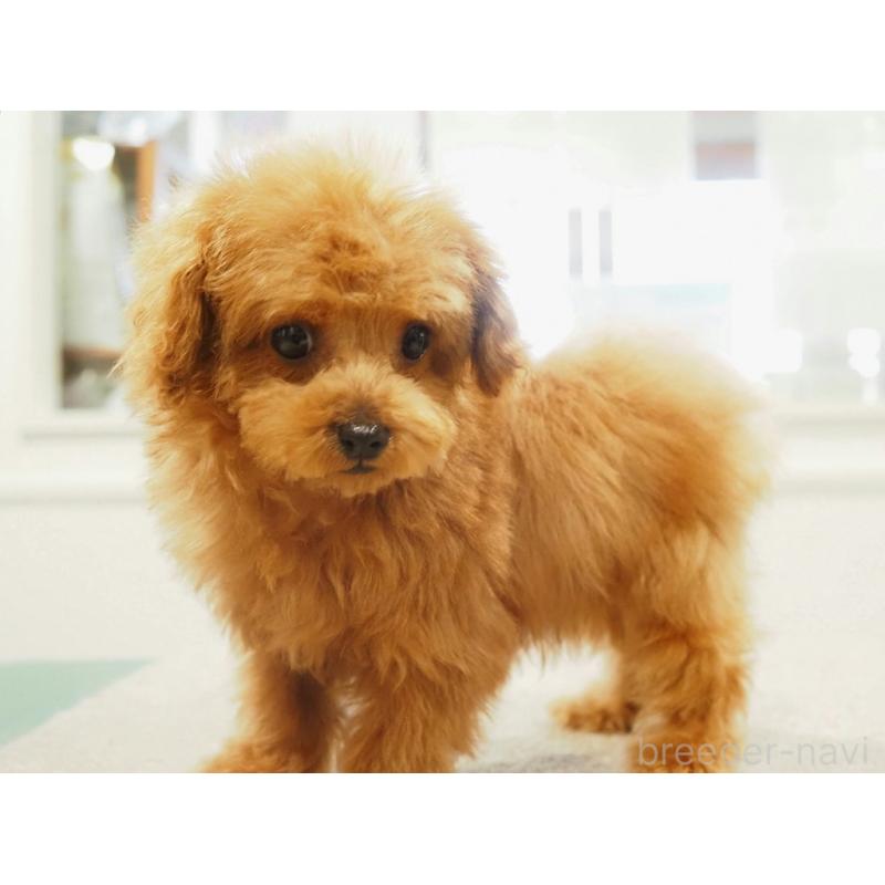 販売中の愛知県のティーカッププードル-425617の8枚目