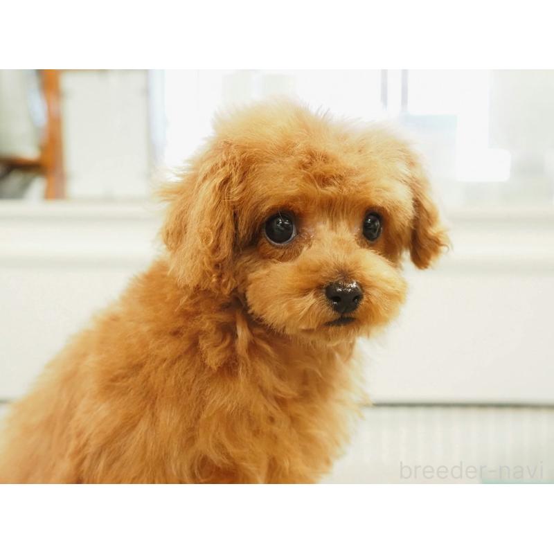 販売中の愛知県のティーカッププードル-425617の7枚目