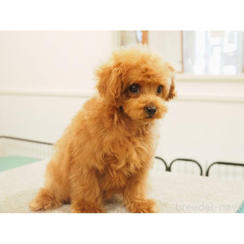 販売中の愛知県のティーカッププードル-425617の6枚目