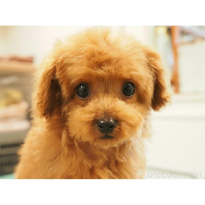 販売中の愛知県のティーカッププードル-425617の5枚目