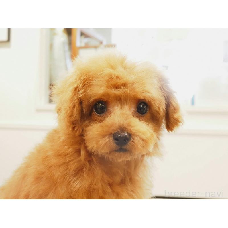 販売中の愛知県のティーカッププードル-425617の4枚目