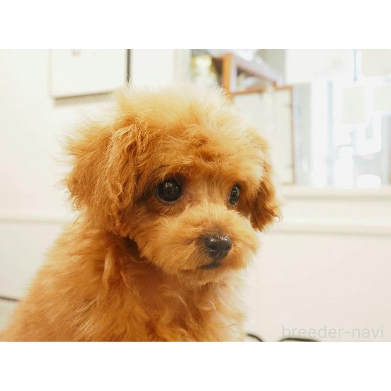 販売中の愛知県のティーカッププードル-425617の3枚目