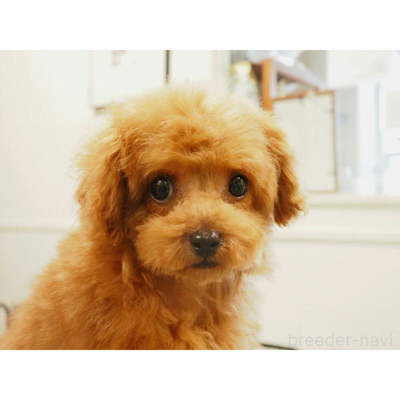 販売中の愛知県のティーカッププードル-425617の2枚目