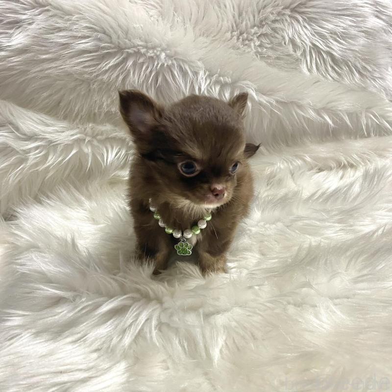 販売中の佐賀県のチワワ(ロングコート)-434405の4枚目