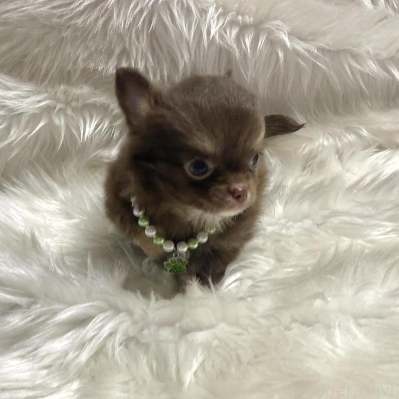 販売中の佐賀県のチワワ(ロングコート)-434405の3枚目