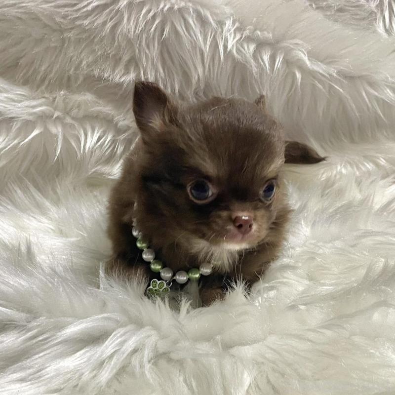 販売中の佐賀県のチワワ(ロングコート)-434405の2枚目