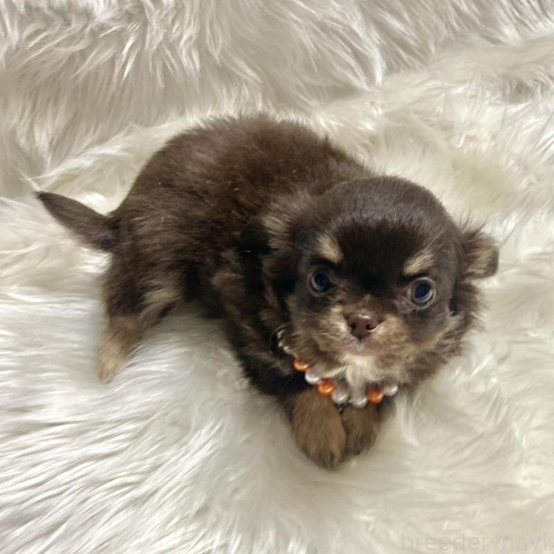 販売中の佐賀県のチワワ(ロングコート)-434406