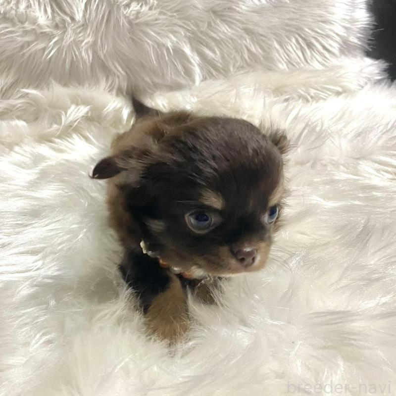 販売中の佐賀県のチワワ(ロングコート)-434406の4枚目