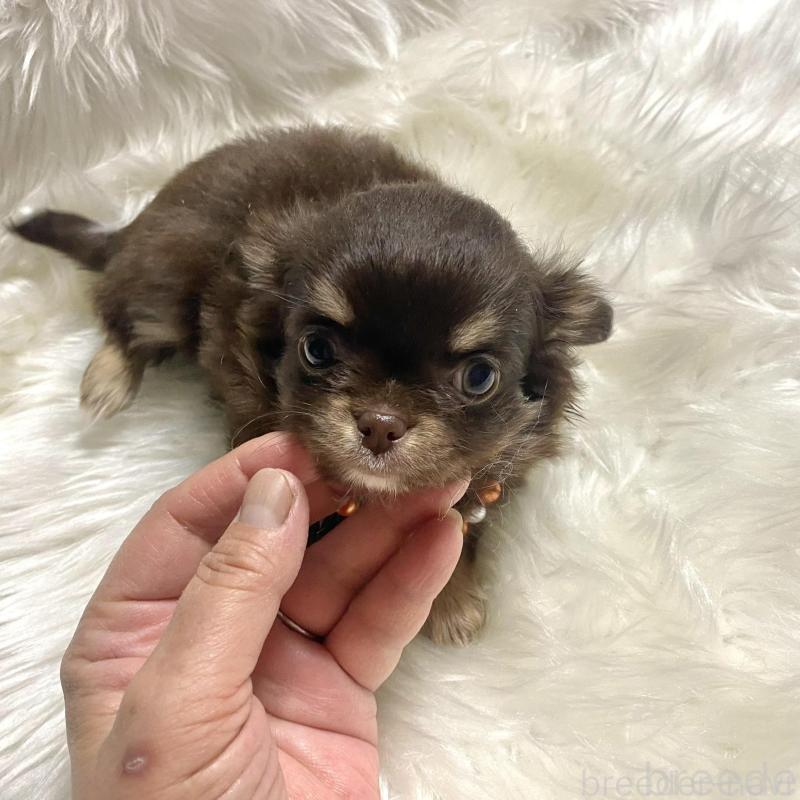 販売中の佐賀県のチワワ(ロングコート)-434406の3枚目