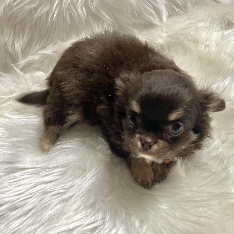 販売中の佐賀県のチワワ(ロングコート)-434406の2枚目