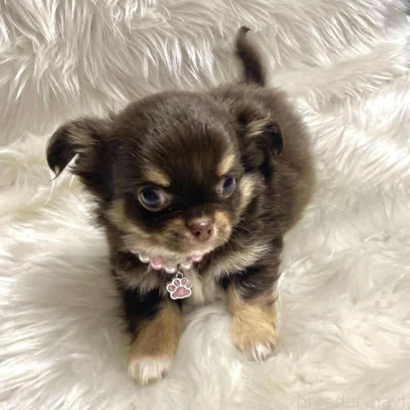 販売中の佐賀県のチワワ(ロングコート)-434407の1枚目