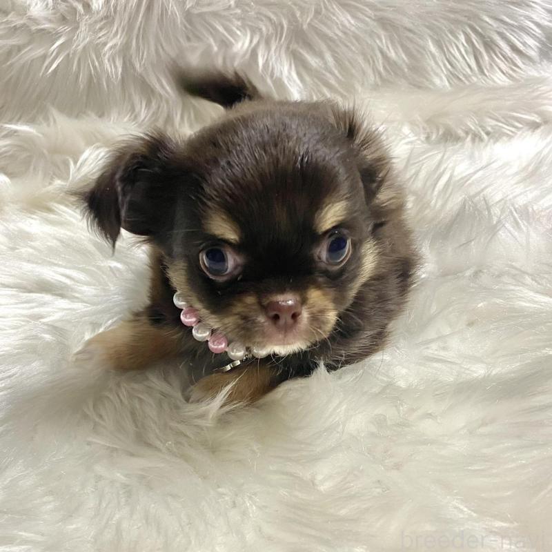 販売中の佐賀県のチワワ(ロングコート)-434407の6枚目