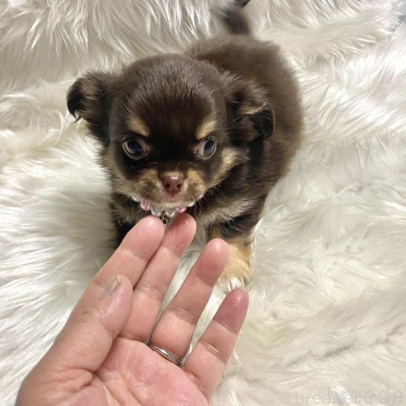 販売中の佐賀県のチワワ(ロングコート)-434407の5枚目