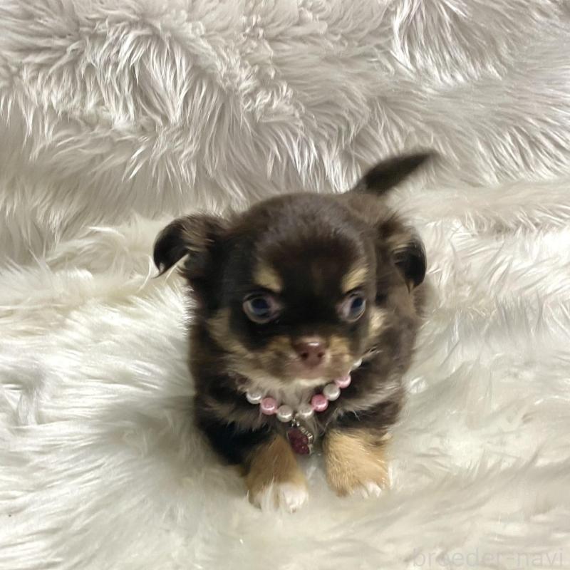 販売中の佐賀県のチワワ(ロングコート)-434407の4枚目