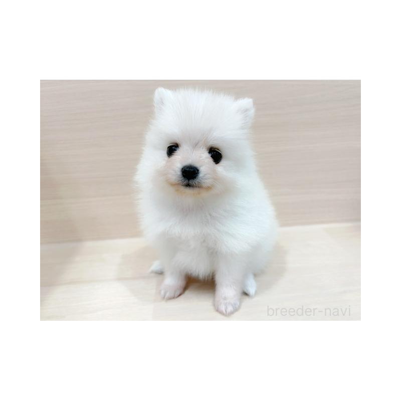 販売中の東京都のポメラニアン-434408の1枚目