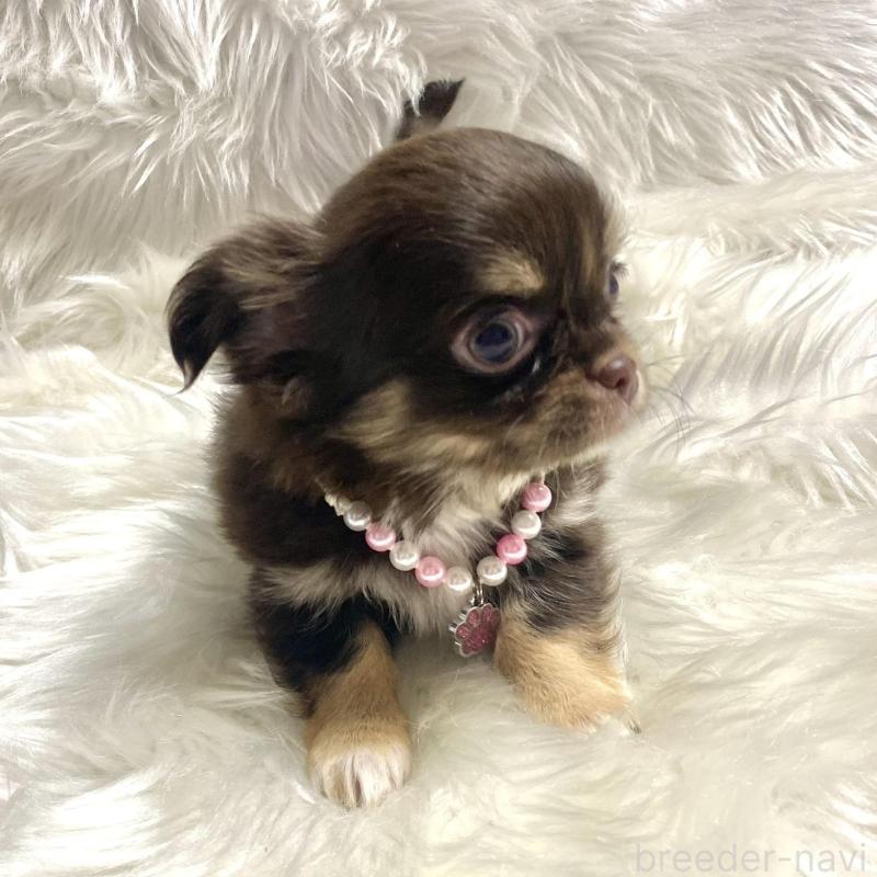 販売中の佐賀県のチワワ(ロングコート)-434407の3枚目