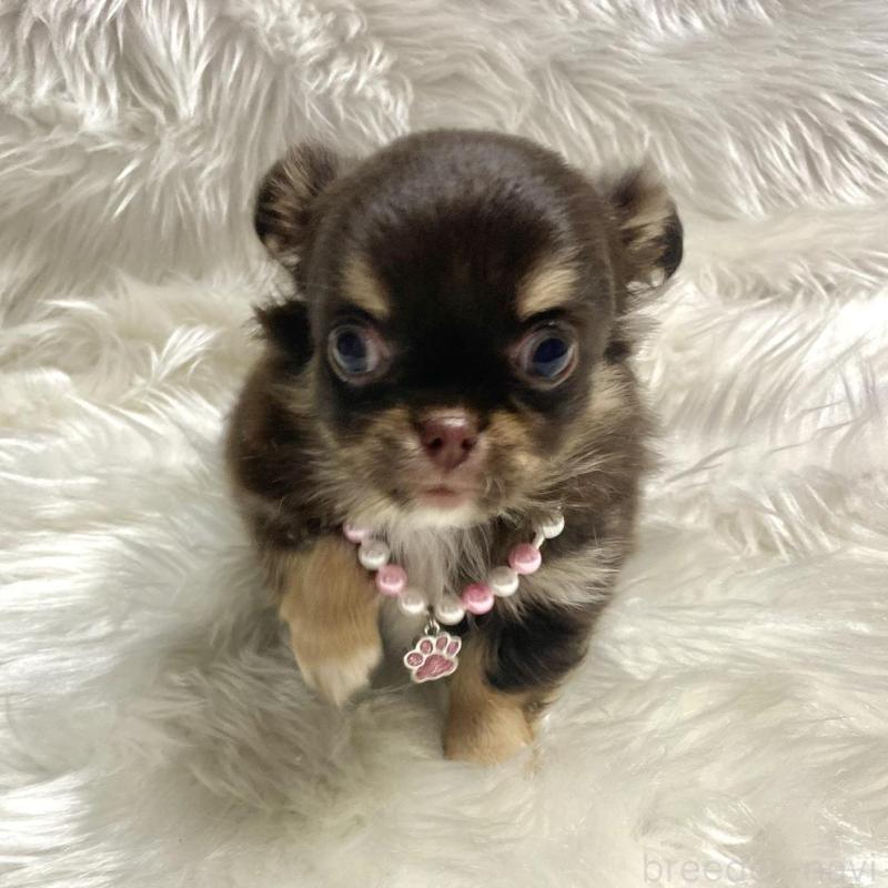 販売中の佐賀県のチワワ(ロングコート)-434407の2枚目