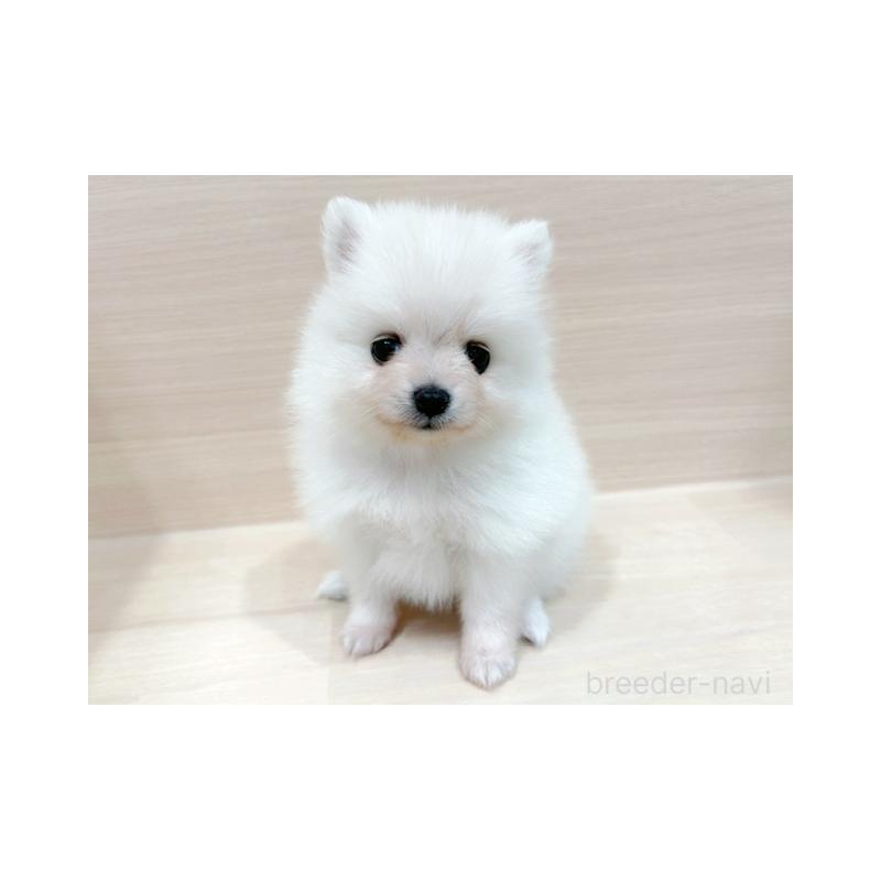 販売中の東京都のポメラニアン-434408の5枚目