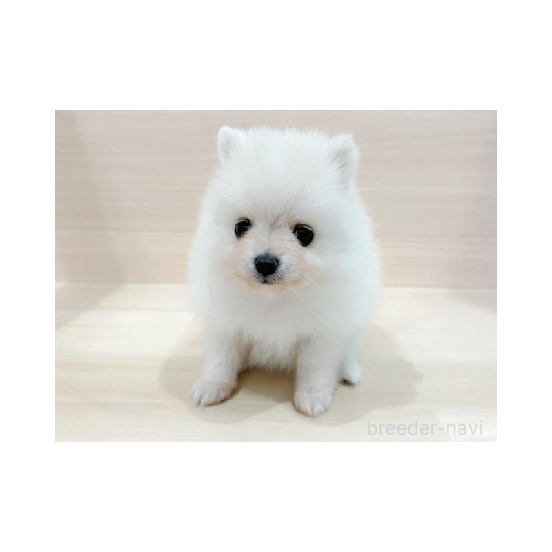 販売中の東京都のポメラニアン-434408の4枚目