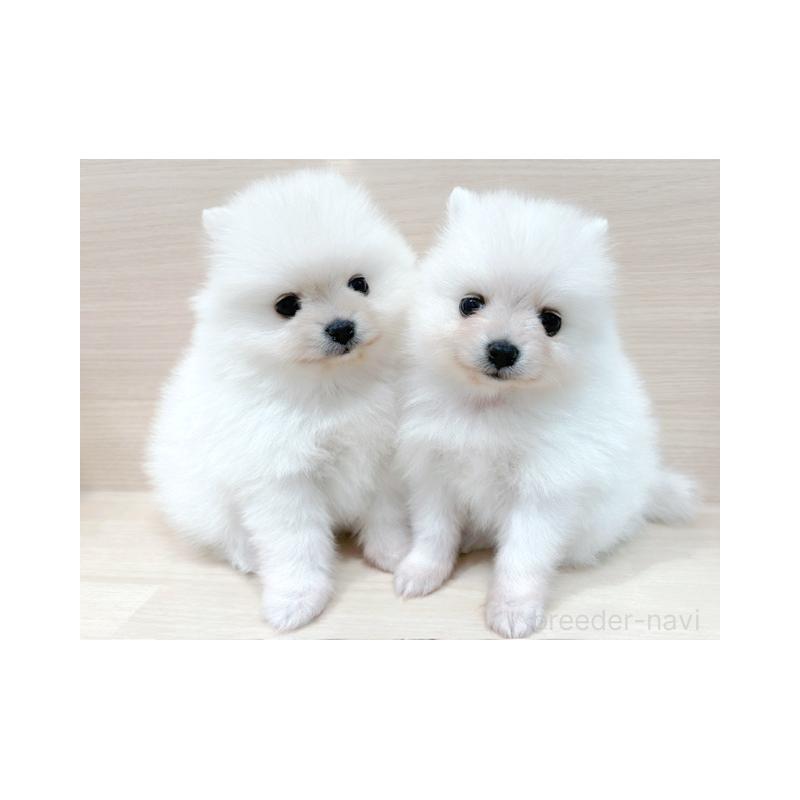 販売中の東京都のポメラニアン-434408の3枚目