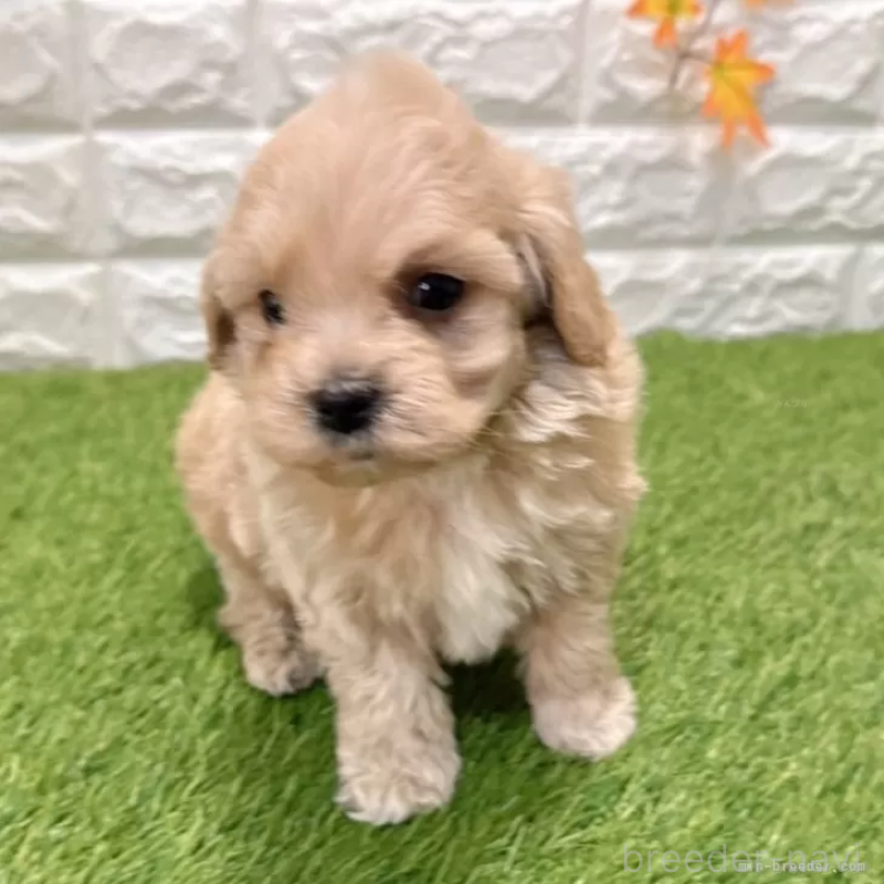 販売中の愛知県のマルプー:マルチーズ×トイプードル-434410の1枚目