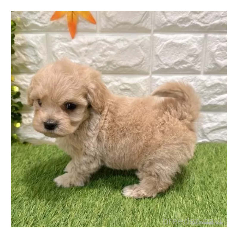 販売中の愛知県のマルプー:マルチーズ×トイプードル-434410の5枚目